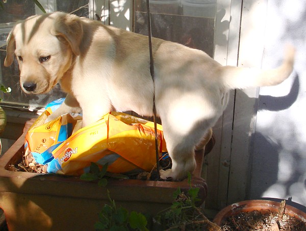 Albas Labrador Retriever Welpen Zucht: Frodo mit 8 Wochen.