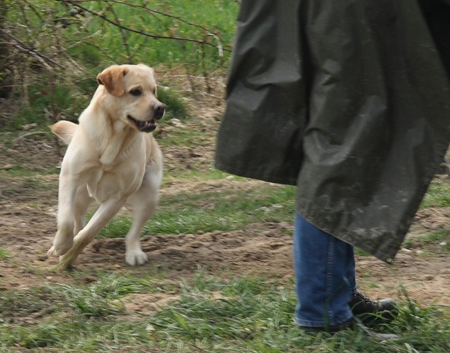 9. Aufgabe Labrador-Wesenstest: Verhalten gegenüber optischen und akustischen Umwelteinflüssen.uuml;ssen.