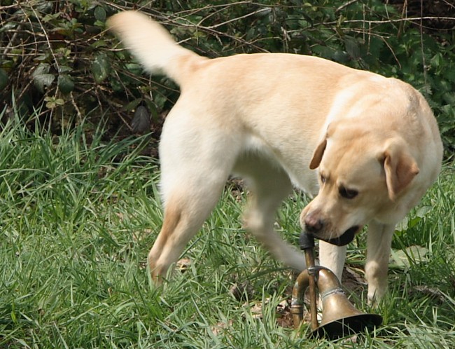 9. Aufgabe Labrador-Wesenstest: Verhalten gegenüber optischen und akustischen Umwelteinflüssen.uuml;ssen.