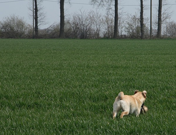 9. Aufgabe Labrador-Wesenstest: Verhalten gegenüber optischen und akustischen Umwelteinflüssen.uuml;ssen.