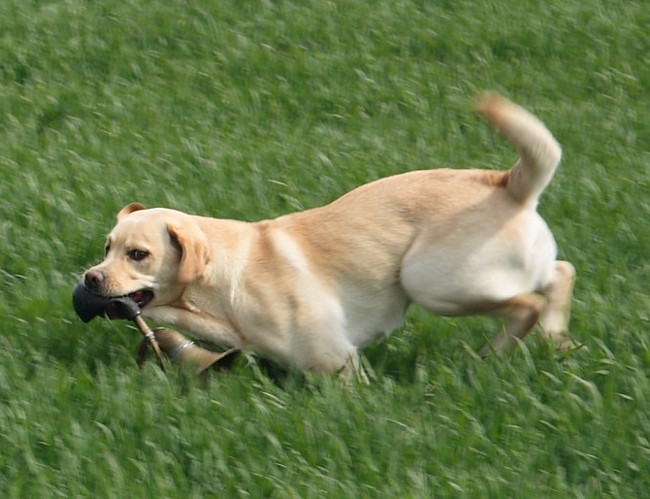 Kleo mit 14 Monaten beim Wesenstest für Labradore.