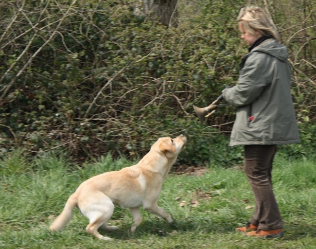 9. Aufgabe Labrador-Wesenstest: Verhalten gegenüber optischen und akustischen Umwelteinflüssen.uuml;ssen.