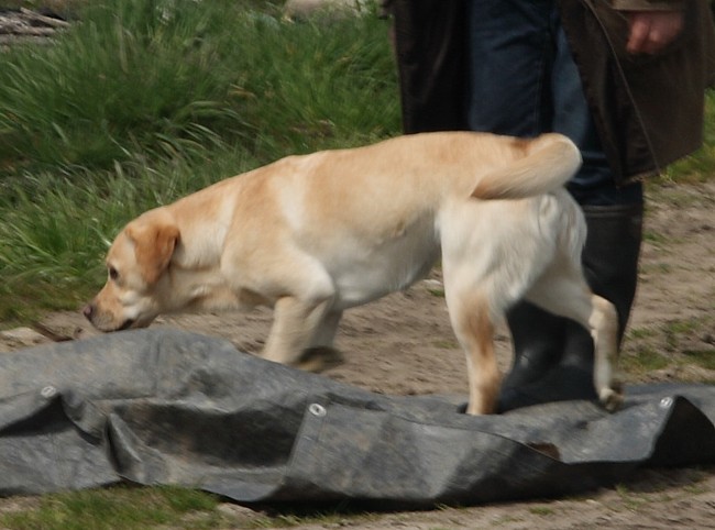 9. Aufgabe Labrador-Wesenstest: Verhalten gegenüber optischen und akustischen Umwelteinflüssen.uuml;ssen.