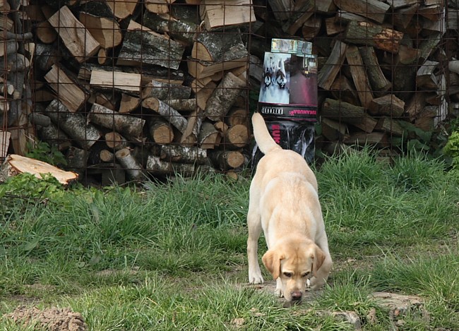 1. Aufgabe Labrador-Wesenstest: Der Spaziergang.
