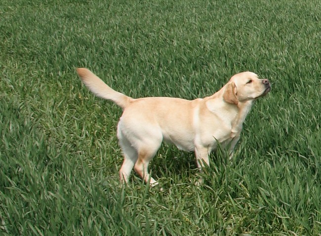 1. Aufgabe Labrador-Wesenstest: Der Spaziergang.