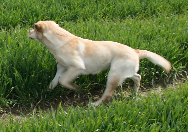 3. Aufgabe Labrador-Wesenstest: Spiel mit einem Gegenstand mit dem Führer (z. B. Ball werfen).fen).