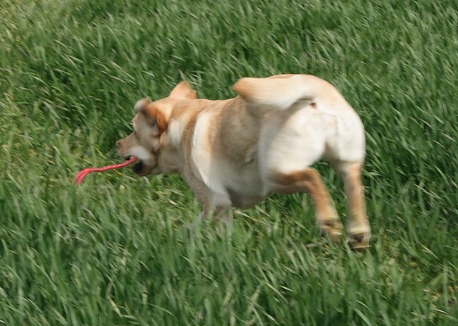 3. Aufgabe Labrador-Wesenstest: Spiel mit einem Gegenstand mit dem Führer (z. B. Ball werfen).fen).