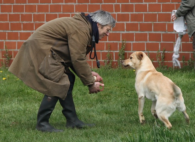 3. Aufgabe Labrador-Wesenstest: Spiel mit einem Gegenstand mit dem Führer (z. B. Ball werfen).fen).