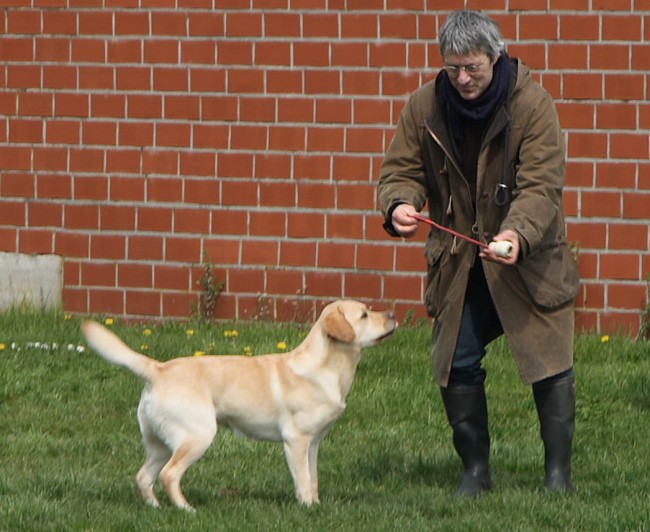 3. Aufgabe Labrador-Wesenstest: Spiel mit einem Gegenstand mit dem Führer (z. B. Ball werfen).fen).